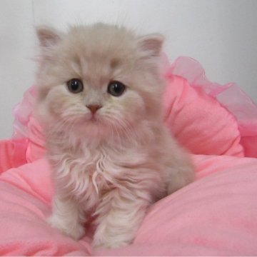 スコティッシュフォールド(立ち耳)【東京都・女の子・2025年10月31日・クリームタビー（長毛）】の写真「人気のクリーム系☆お目めクリクリ可愛い女の子☆」