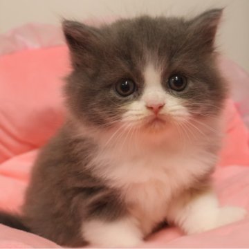 スコティッシュフォールド(立ち耳)【東京都・女の子・2025年9月20日・ブルーパッチドタビー&ホワイト（長毛）】の写真「人気のブルー系☆お目めクリクリ可愛い女の子☆」