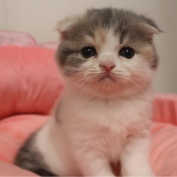 スコティッシュフォールド(折れ耳)【東京都・女の子・2025年10月4日・ダイリュートキャリコ（短毛）】の写真「お顔真ん丸の可愛い女の子☆」