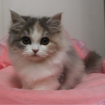 スコティッシュフォールド(立ち耳)【東京都・女の子・2025年8月15日・ダイリュートキャリコ（長毛）】の写真「お目めクリクリ可愛い女の子☆」