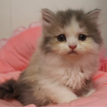 スコティッシュフォールド(立ち耳)【東京都・女の子・2025年9月19日・ダイリュートキャリコ（長毛）】の写真「お目めクリクリ可愛い女の子☆」