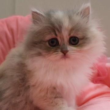 ミヌエット(長足)【東京都・女の子・2025年1月24日・ダイリュートキャリコ（長毛）】の写真「お目めパッチリ可愛い女の子☆」