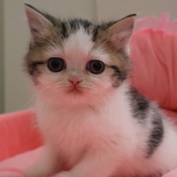 ミヌエット(長足)【東京都・男の子・2025年1月26日・ブラウンタビー&ホワイト（短毛）】の写真「お顔真ん丸の可愛い男の子.」