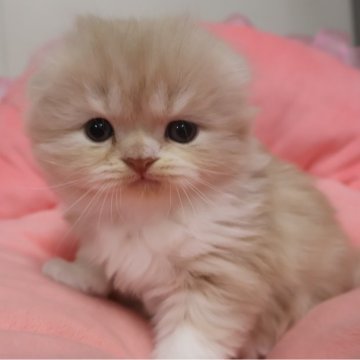 スコティッシュフォールド(折れ耳)【東京都・男の子・2025年10月12日・クリームタビー&ホワイト（長毛）】の写真「人気のクリーム系☆お顔真ん丸の可愛い男の子☆」