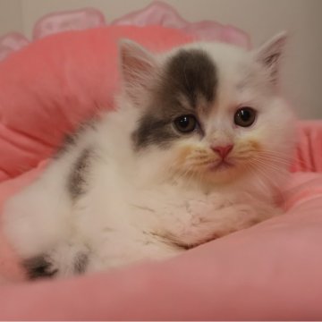 スコティッシュフォールド(立ち耳)【東京都・男の子・2025年10月12日・ブルータビー&ホワイト（長毛）】の写真「人気のブルー系☆お目めクリクリ可愛い男の子☆」