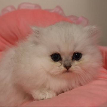 ペルシャ(チンチラ)【東京都・女の子・2025年10月17日・チンチラシルバー（長毛）】の写真「お目めパッチリ可愛い女の子☆」