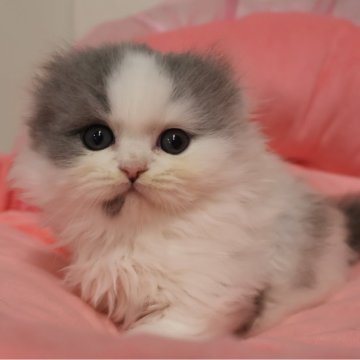 スコティッシュフォールド(折れ耳)【東京都・女の子・2026年2月8日・ブルー&ホワイト（長毛）】の写真「人気のブルー系☆お顔真ん丸の可愛い女の子☆」