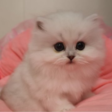 ペルシャ(チンチラ)【東京都・男の子・2025年9月26日・チンチラシルバー（長毛）】の写真「お目めパッチリ可愛い男の子☆」