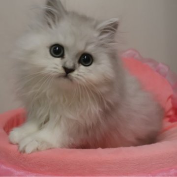 ミヌエット(長足)【東京都・男の子・2025年9月5日・チンチラシルバー（長毛）】の写真「お目めクリクリ可愛い男の子☆。」