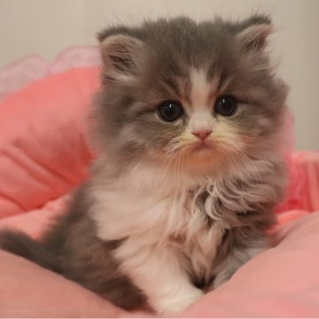 スコティッシュフォールド(立ち耳)【東京都・男の子・2025年9月19日・ブルータビー&ホワイト（長毛）】の写真「人気のブルー系☆お目めクリクリ可愛い男の子☆」