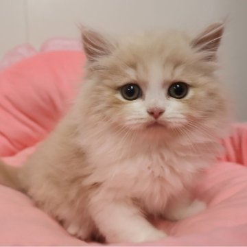 スコティッシュフォールド(立ち耳)【東京都・男の子・2025年9月20日・クリームタビー&ホワイト（長毛）】の写真「人気のクリーム系☆お目めキラキラ可愛い男の子☆」