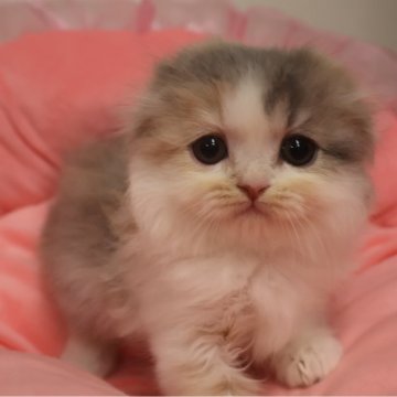 スコティッシュフォールド(折れ耳)【東京都・女の子・2025年9月5日・ダイリュートキャリコ（長毛）】の写真「お顔真ん丸の可愛い女の子☆」
