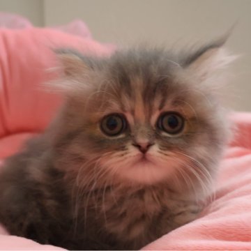 ミヌエット(短足)【東京都・女の子・2025年5月30日・ブルーパッチドタビー&ホワイト（長毛）】の写真「人気のブルー系☆お目めパッチリ可愛い女の子」