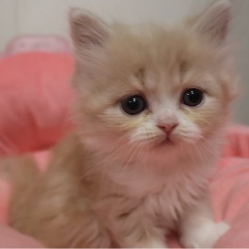 スコティッシュフォールド(立ち耳)【東京都・男の子・2025年10月23日・クリームタビー&ホワイト（長毛）】の写真「人気のクリーム系☆お目めクリクリ可愛い男の子☆」