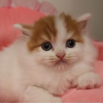 ミヌエット(長足)【東京都・男の子・2025年11月30日・レッドタビー&ホワイト バン（長毛）】の写真「お目めパッチリ可愛い男の子☆」