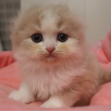 スコティッシュフォールド(折れ耳)【東京都・女の子・2025年9月7日・クリームタビー&ホワイト（長毛）】の写真「人気のクリーム系☆お顔真ん丸の可愛い女の子☆」