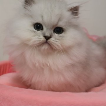ペルシャ(チンチラ)【東京都・男の子・2025年9月12日・チンチラシルバー（長毛）】の写真「お目めクリクリの可愛い男の子・」