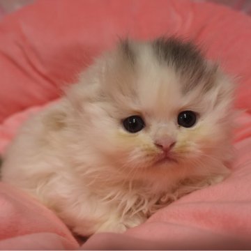 スコティッシュフォールド(折れ耳)【東京都・女の子・2025年9月19日・ダイリュートキャリコ（長毛）】の写真「お顔真ん丸の可愛い女の子☆」