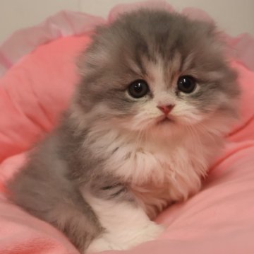 スコティッシュフォールド(折れ耳)【東京都・男の子・2025年9月19日・ブルータビー&ホワイト（長毛）】の写真「人気のブルー系☆お顔真ん丸の可愛い男の子☆」