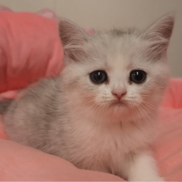 ミヌエット(長足)【東京都・男の子・2025年8月30日・チンチラシルバー（短毛）】の写真「お目めクリクリ可愛い男の子☆」