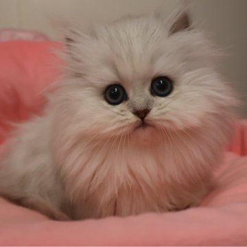 ペルシャ(チンチラ)【東京都・女の子・2025年9月26日・チンチラシルバー（長毛）】の写真「お目めパッチリ可愛い女の子☆」