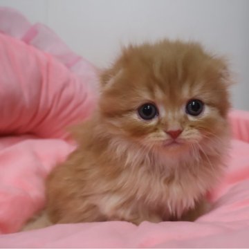 スコティッシュフォールド(折れ耳)【東京都・男の子・2025年9月19日・レッドタビー（長毛）】の写真「お顔真ん丸の可愛い男の子☆」