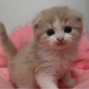 スコティッシュフォールド(折れ耳)【東京都・男の子・2025年9月12日・クリームタビー&ホワイト（長毛）】の写真「人気のクリーム系☆お顔真ん丸の可愛い男の子☆」