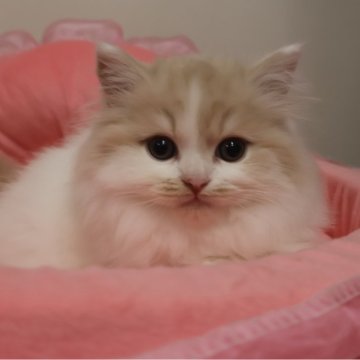 スコティッシュフォールド(立ち耳)【東京都・男の子・2025年10月4日・クリームタビー&ホワイト（長毛）】の写真「人気のクリーム系☆お目めクリクリ可愛い男の子☆」