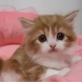 スコティッシュフォールド(立ち耳)