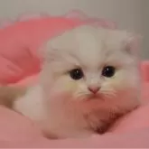 スコティッシュフォールド(折れ耳)