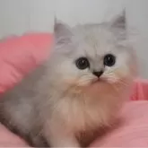 ペルシャ(チンチラ)
