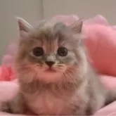 スコティッシュフォールド(立ち耳)