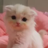 スコティッシュフォールド(折れ耳)