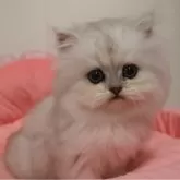 ペルシャ(チンチラ)【東京都・男の子・2025年10月17日・チンチラシルバー】の写真1