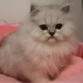 ペルシャ(チンチラ)