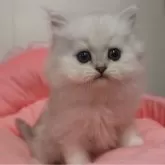 ペルシャ(チンチラ)