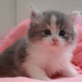 ノルウェージャンフォレストキャット