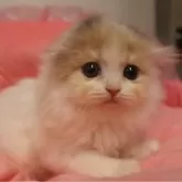 スコティッシュフォールド(折れ耳)