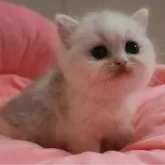 ミヌエット(短足)