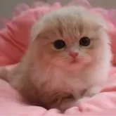 スコティッシュフォールド(折れ耳)