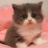 スコティッシュフォールド(立ち耳)