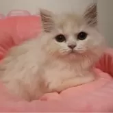 スコティッシュフォールド(立ち耳)