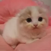 スコティッシュフォールド(折れ耳)