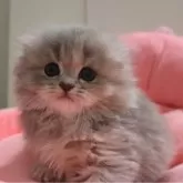 スコティッシュフォールド(折れ耳)