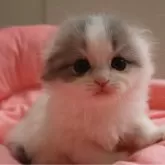スコティッシュフォールド(折れ耳)