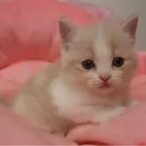 スコティッシュフォールド(立ち耳)