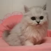 ミヌエット(長足)