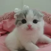 スコティッシュフォールド(折れ耳)【東京都・男の子・2024年12月22日・ブルータビー&ホワイト】の写真1