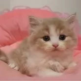 スコティッシュフォールド(立ち耳)