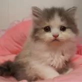 スコティッシュフォールド(立ち耳)